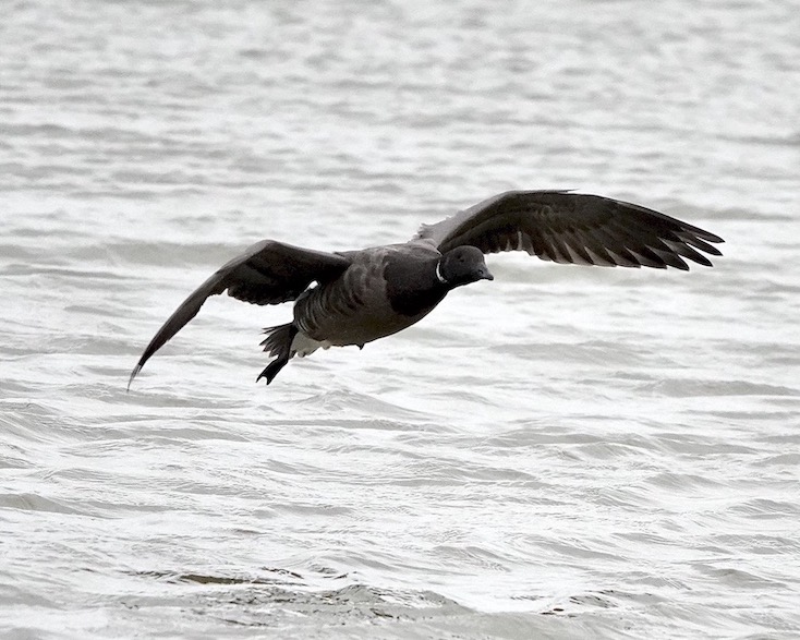 Brent goose